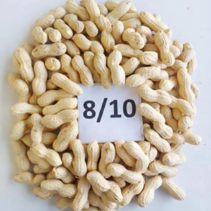 peanut size 8/10