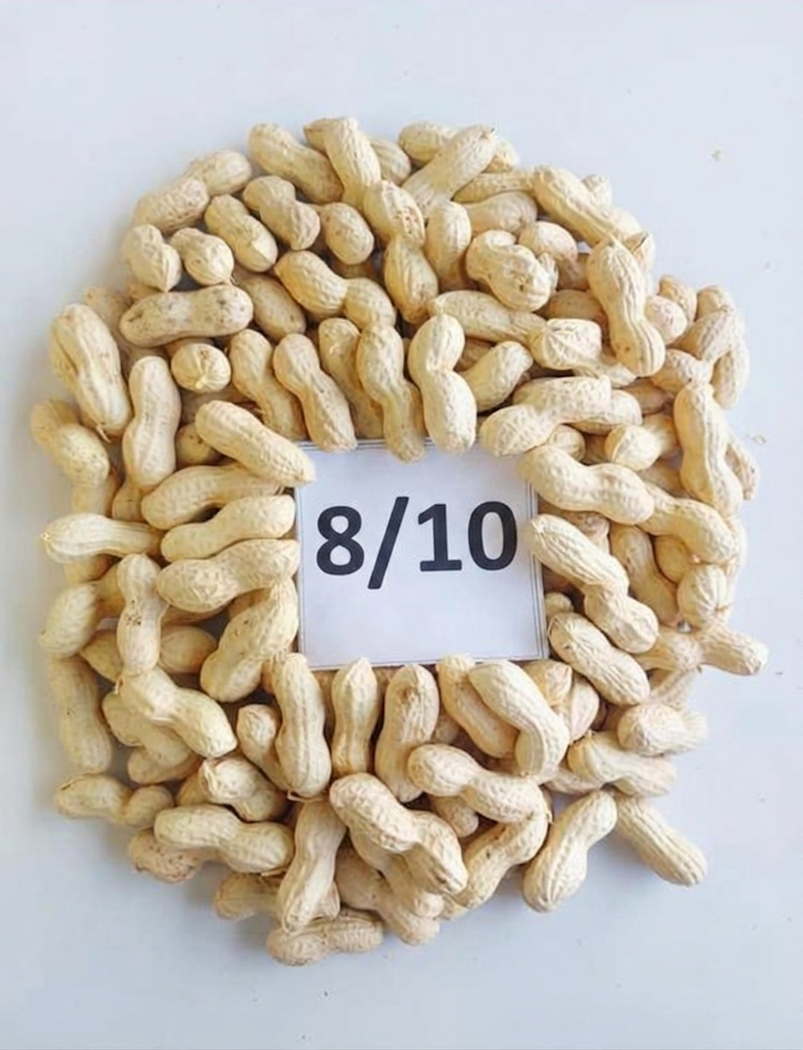 peanut size 8/10 peanut size 8/10