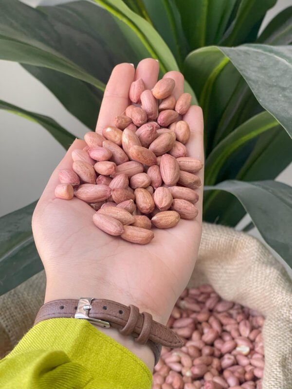 Red skin peanuts raw kernels Egypt