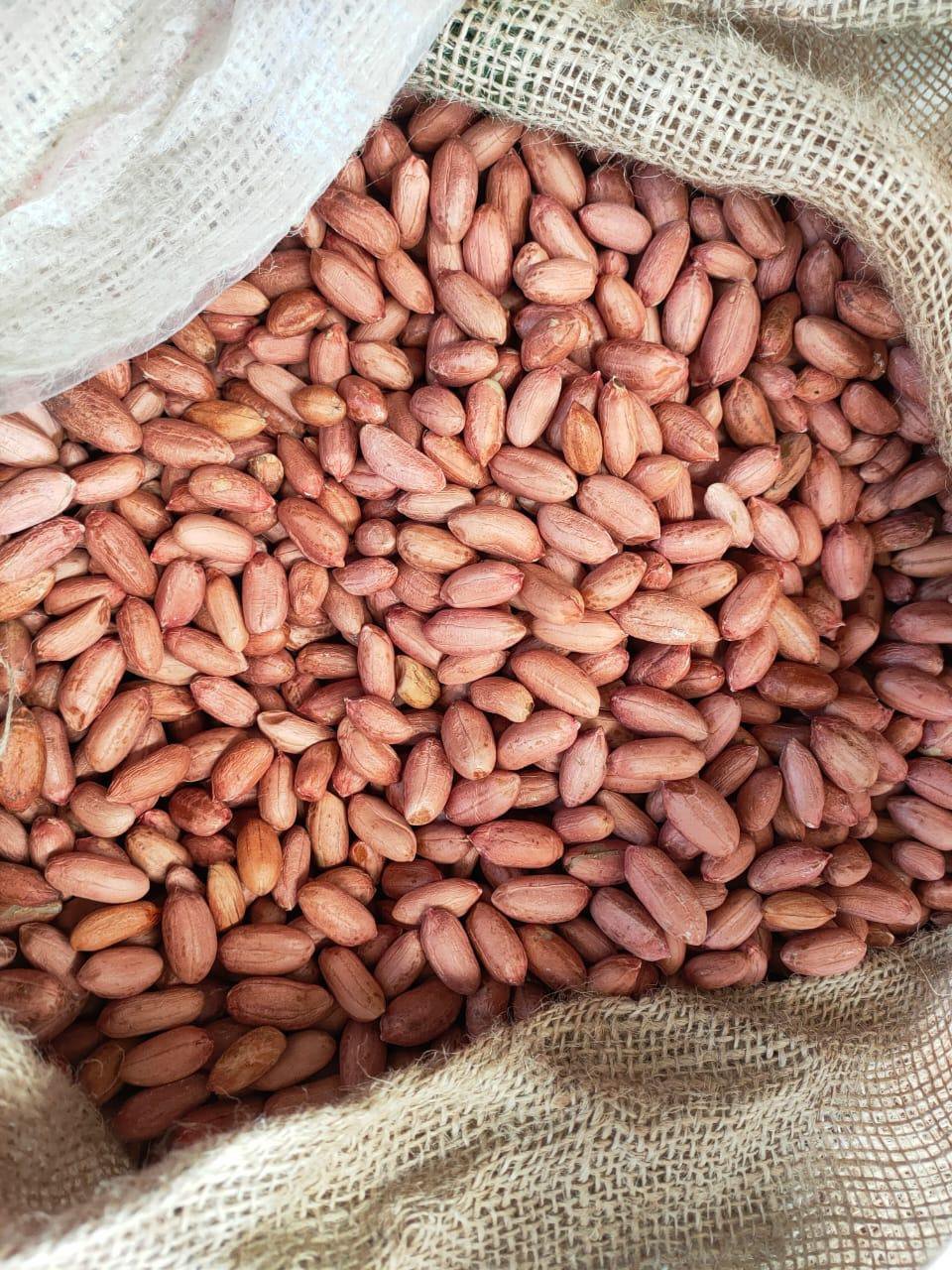 auto draft natural peanuts with red skin export quality