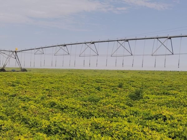 peanuts farms (1)